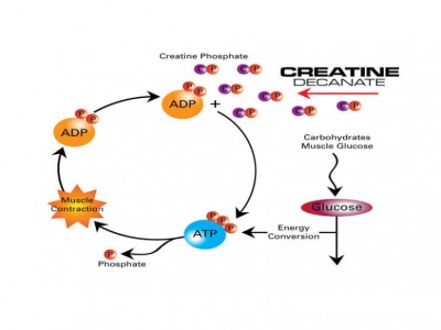 Creatina - beneficii, dozaj, contraindicații, recomandări