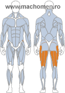 Biceps femural
